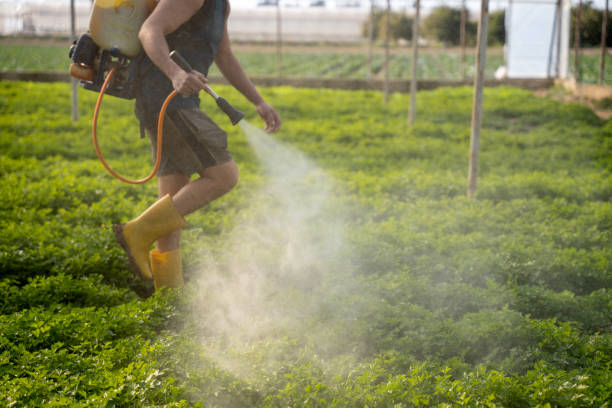 Best Ant Control Services  in Pullman, WA