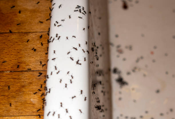 Pullman, WA Pest Control Company