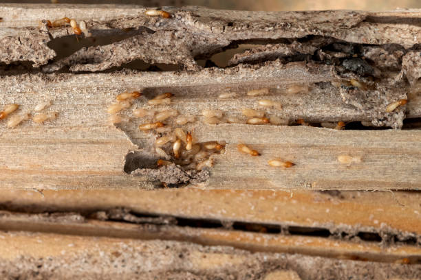 Best Bed Bug Extermination  in Pullman, WA